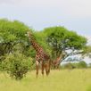 Giraffen gespot